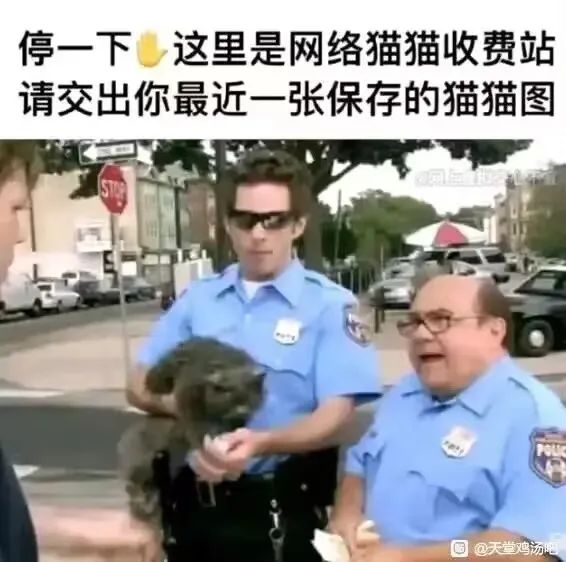 “我和我的动物朋友！”趣网美优酱评测（进阶）评测，无口系猫娘