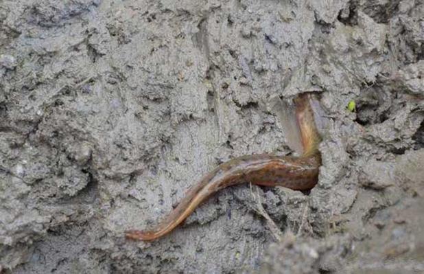 对子哈特——“时间术士”评测！泥鳅打洞？阿鉴的歪牛子终于有了用武之地！