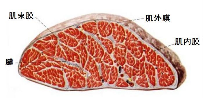 魔眼—“肉超紧萝亚”评测！肌肉感爆棚的硬质黏胶，让人泪目的十年进化之路！