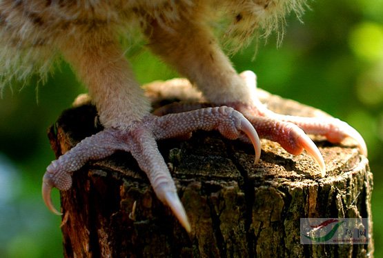 魔眼——“疑似ちつ”评测！深度夸张的旋风螺旋，恐怖体验的暴风龙卷！