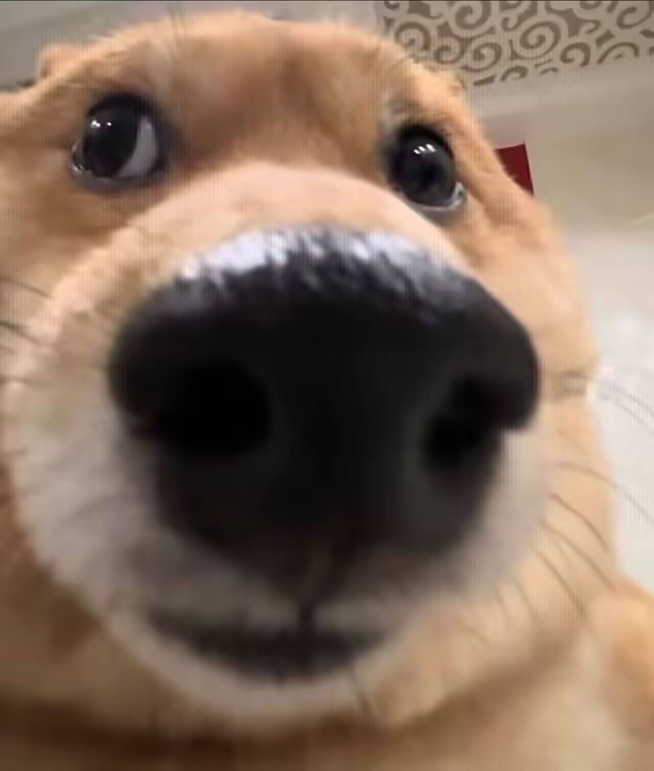 LoveFactor——“玉足拷问”评测！抽象古典设计重新复活，足交还是太难在倒模中复刻了....